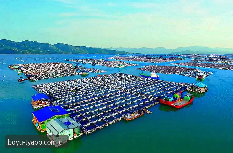 博鱼综合体育资金流转教程 深度揭秘:博鱼综合体育资金流转教程,老用户才知道的高效操作细节